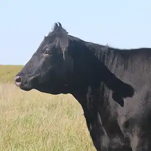 A Black Angus cow stands in a pasture at Carstens Farms.