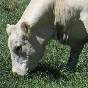 A Charolais cow grazes in a pasture at Carstens Farms. 