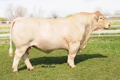 A side view of the Charolais sire EC No Doubt.