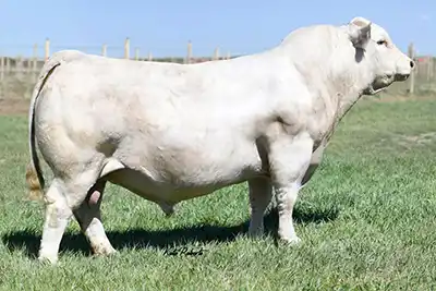 A side view of the Charolais sire LT Affinity 6221 PLD.