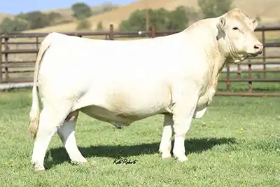 A side view of the Charolais sire LT Badge 9184 PLD.