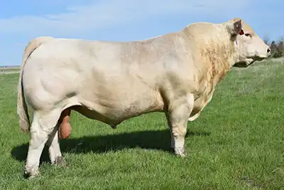 A side view of the Charolais sire LT Patriot 4004 PLD.