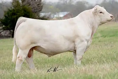 A side view of the Charolais sire WC Milestone 5223P.