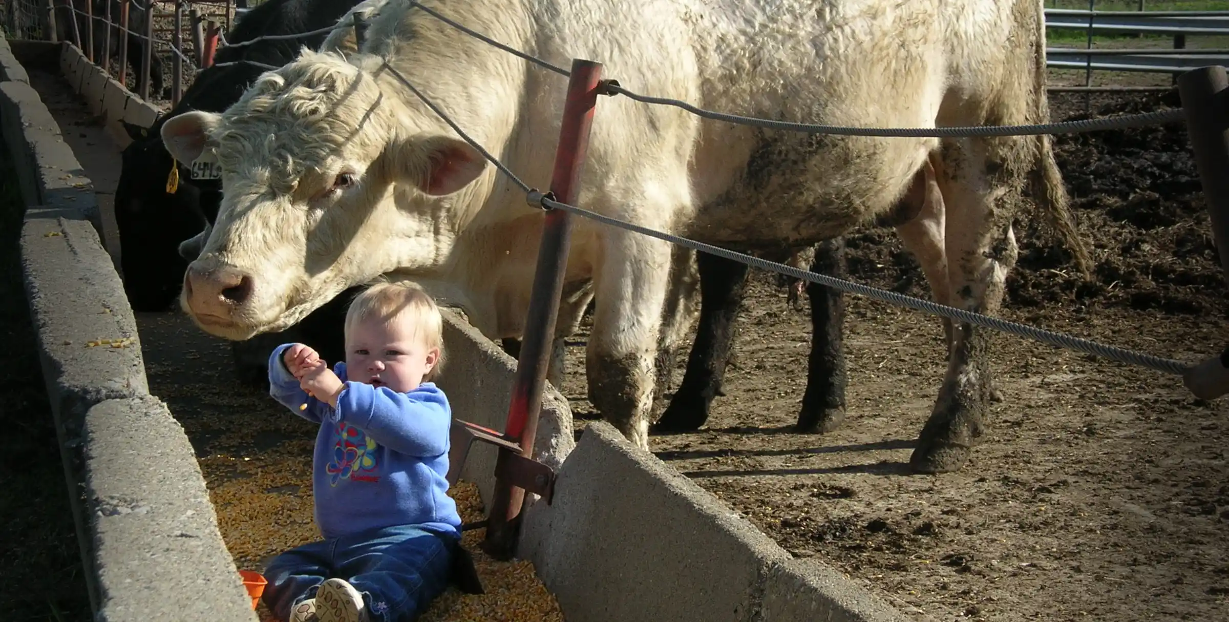 Cattle calmly peek their head through a fence near a toddler sitting on the ground.