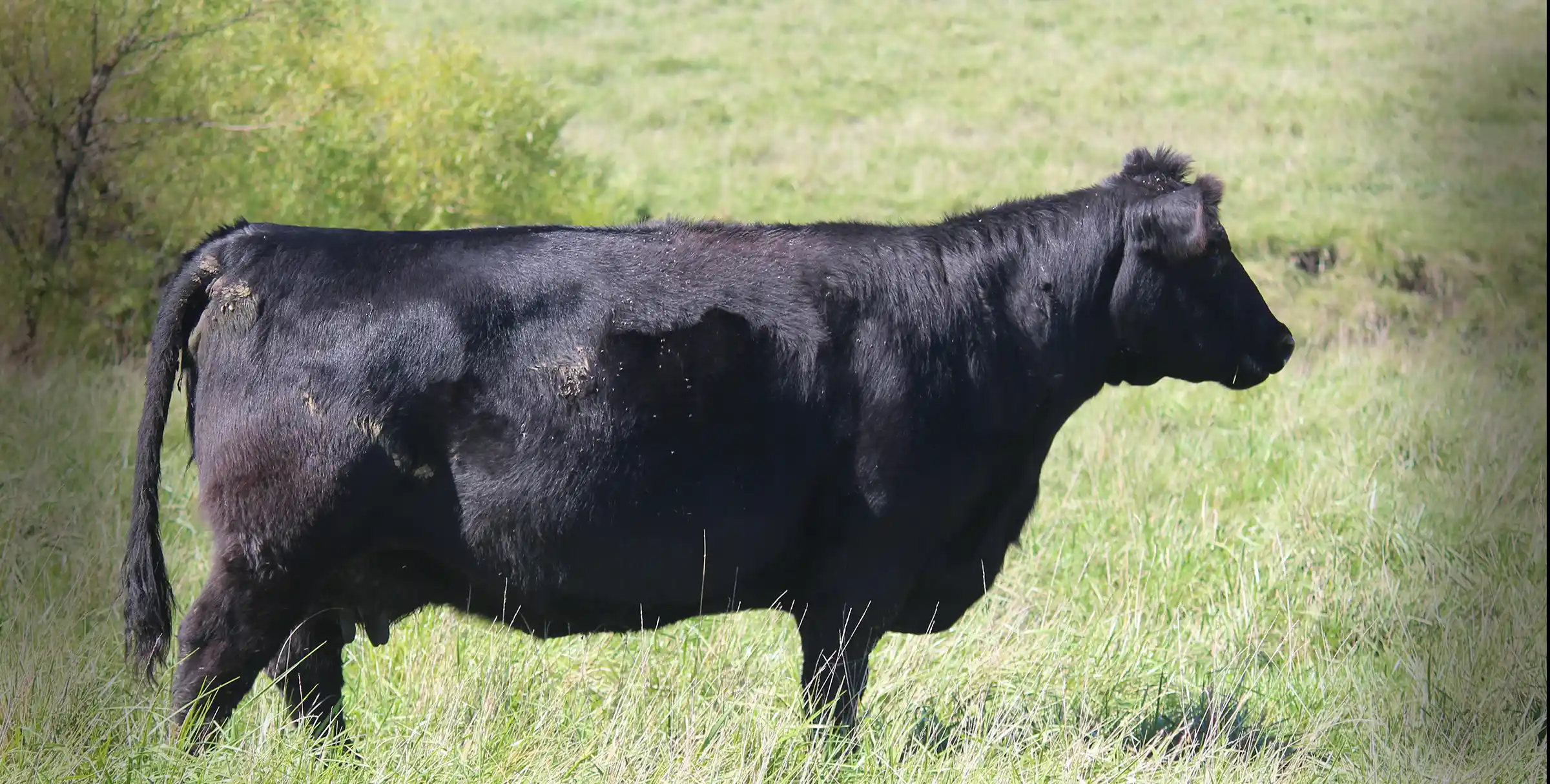 A Black Angus cow stands in a pasture at Carstens Farms.