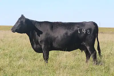 A side view of the Angus dam CFL Miss Kodiak 148.
