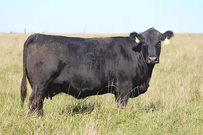 A side view of the Angus dam CFL Miss Elba 9427.