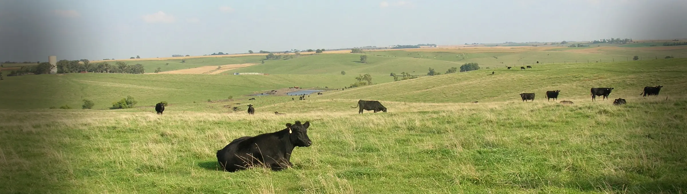 Black Angus cattle graze on a hilly, open pasture.