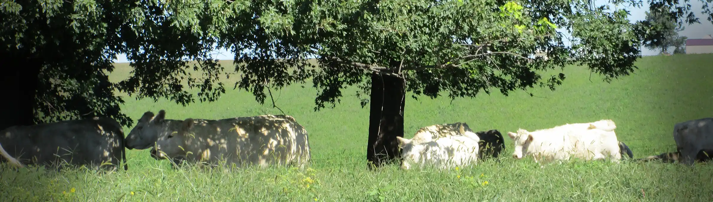 Charolais cattle graze underneath trees in a pasture at Carstens Farms.