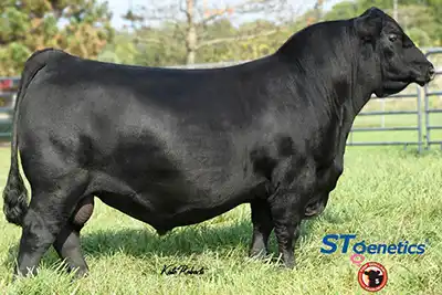 A side view of the Angus sire Connealy Commerce.