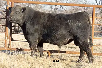 Browse Our High-Quality Angus Bulls & Semen | Carstens Farms