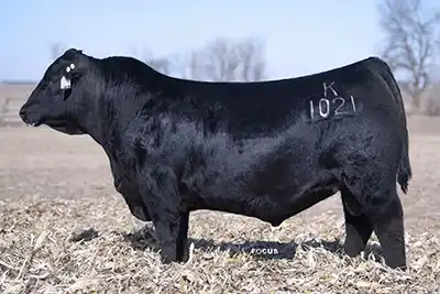 A side view of the Angus sire Koupals B&B Windfall 1021.