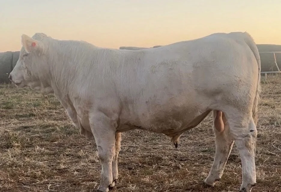 A side view of a Black Angus bull.