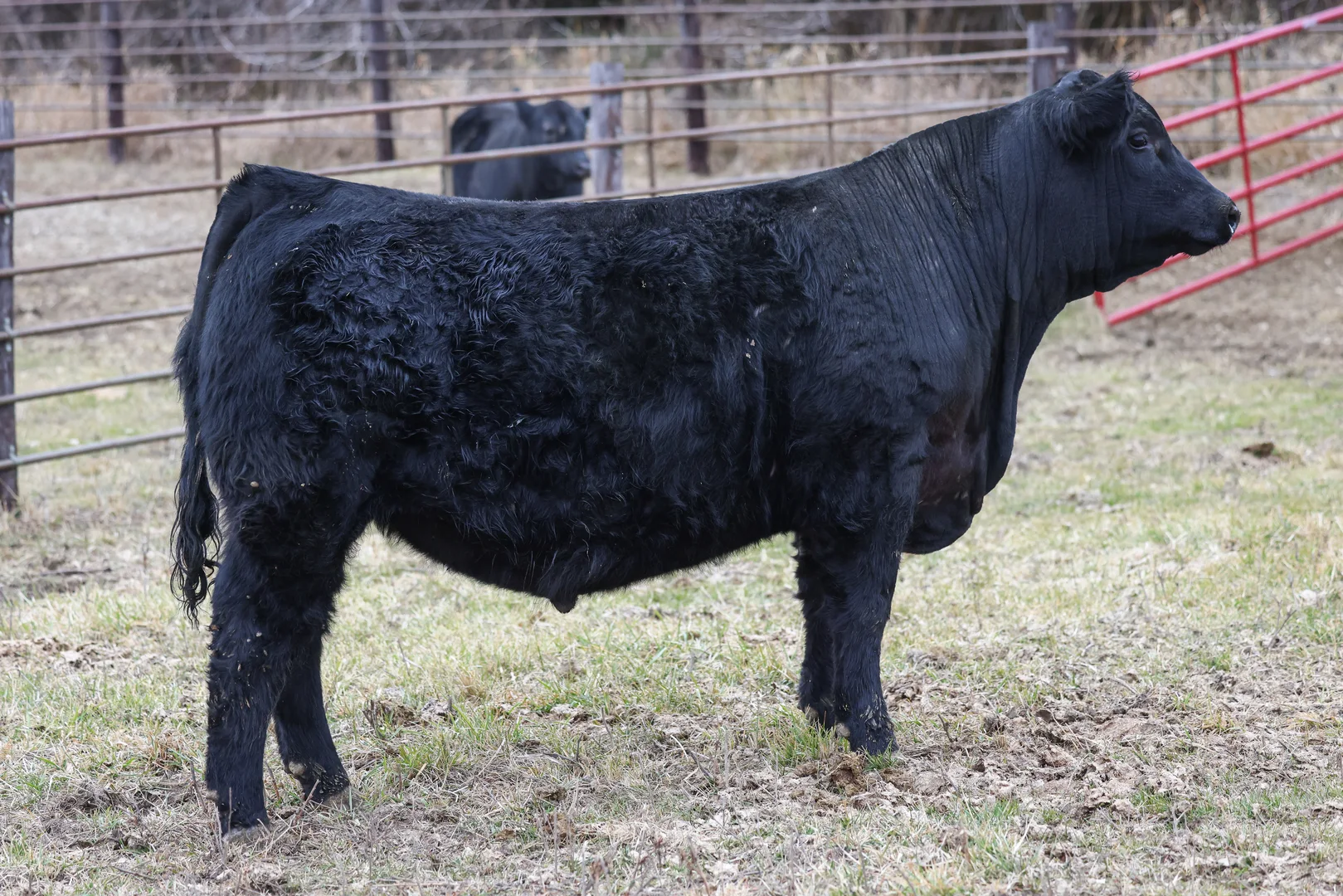 A side view of a Black Angus bull.
