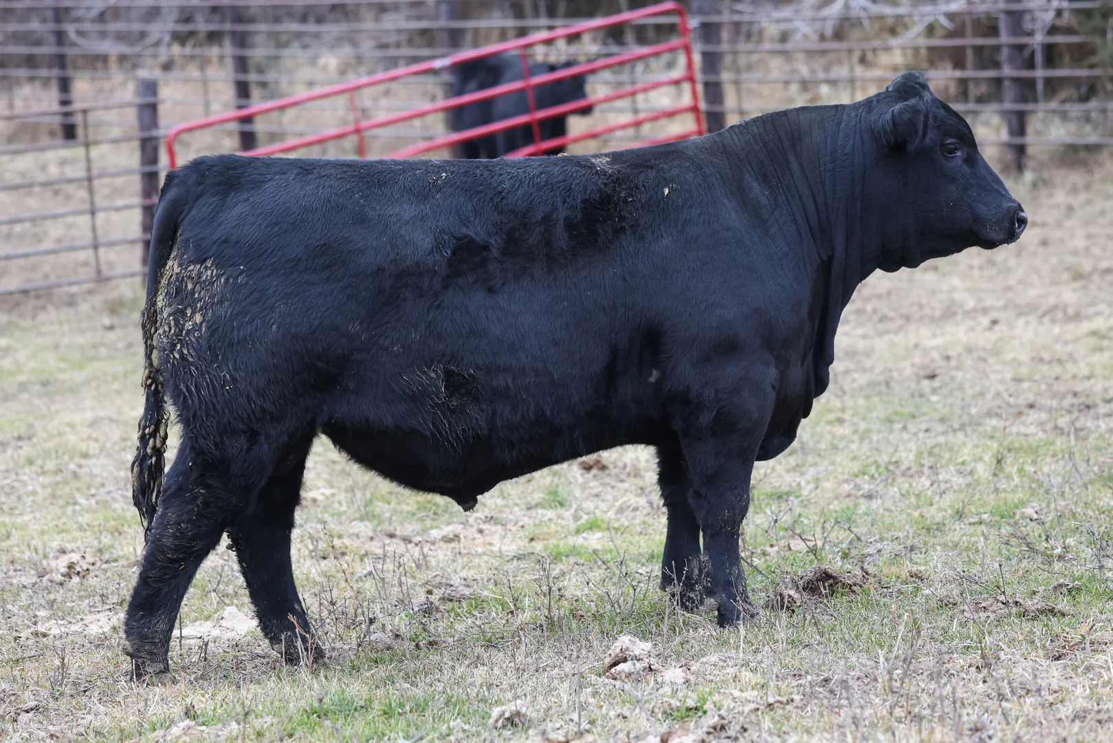 A side view of a Charolais bull.
